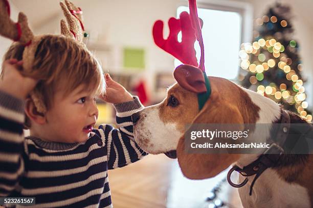 let's hilfe zu santa claus! - baby hund innenaufnahme stock-fotos und bilder