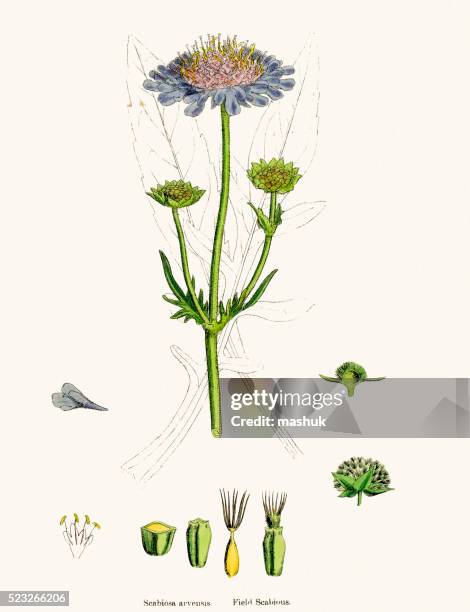 ilustrações de stock, clip art, desenhos animados e ícones de planta scabiosa ilustração científica - morfologia