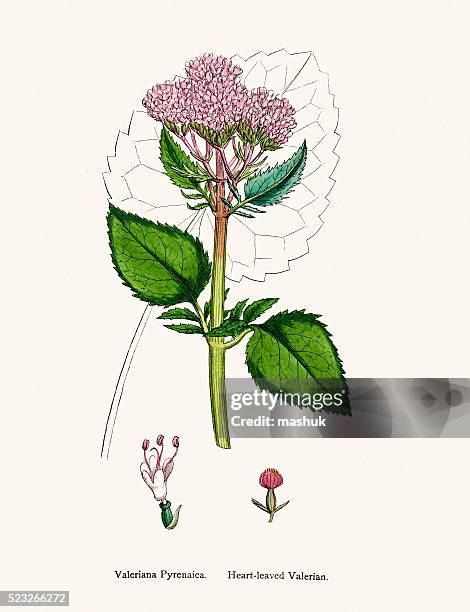valerian plant scientific illustration - valeriana officinalis stock illustrations