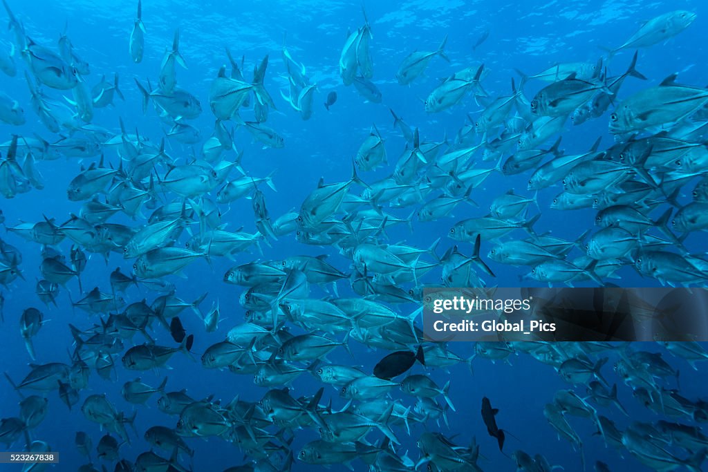 Jackfish - Palau, Micronesia