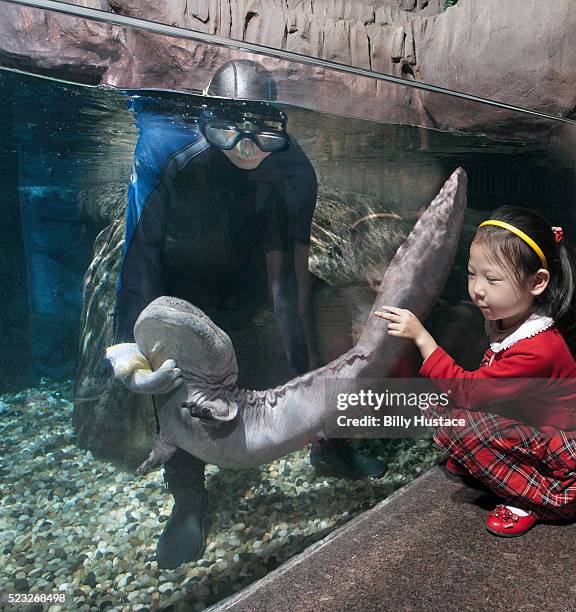 chinese giant salamander (andrias davidianus) - andrias davidianus stock pictures, royalty-free photos & images