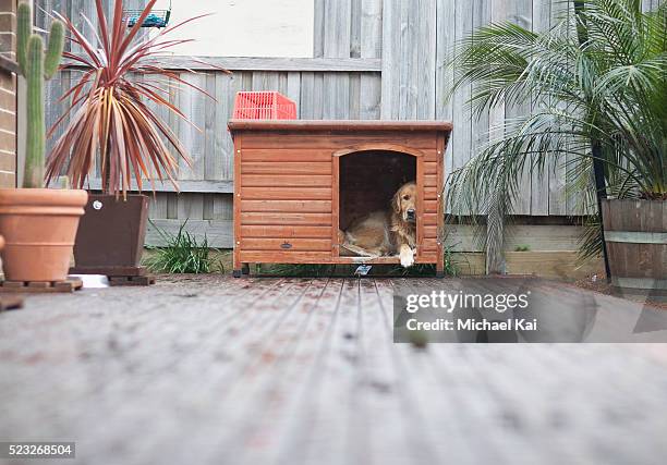 dog waiting inside his kennel on rainy day - dog kennel stock pictures, royalty-free photos & images