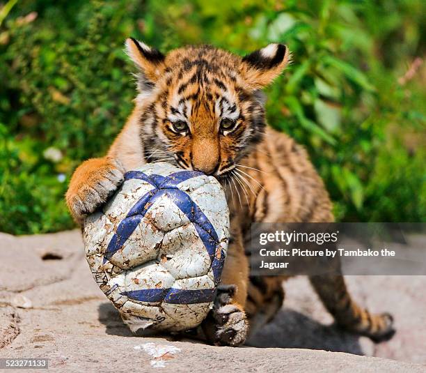 tiger cub playing with a ball - baby tiger stock pictures, royalty-free photos & images