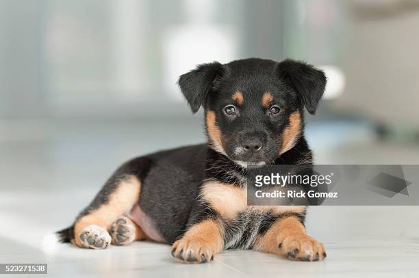 rottweiler mix puppy - puppies stock pictures, royalty-free photos & images