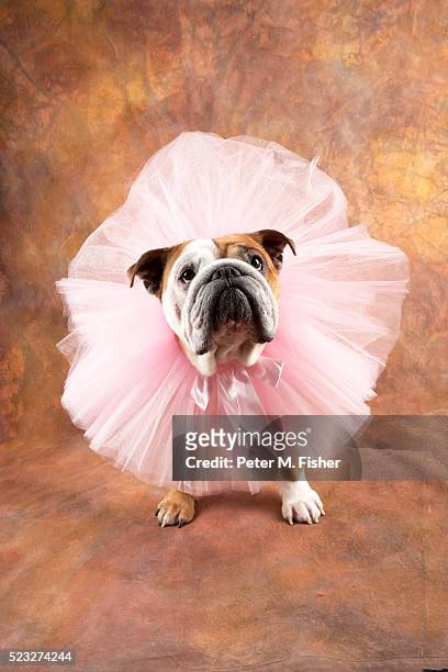 bulldog wearing tutu - pet clothing stock-fotos und bilder