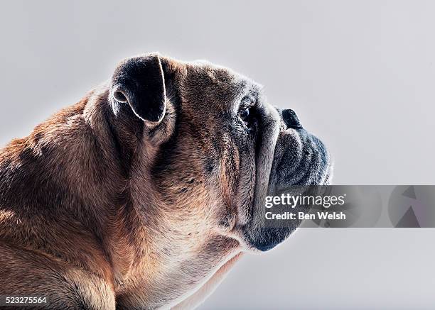 portrait of a bulldog. - bulldog stock pictures, royalty-free photos & images