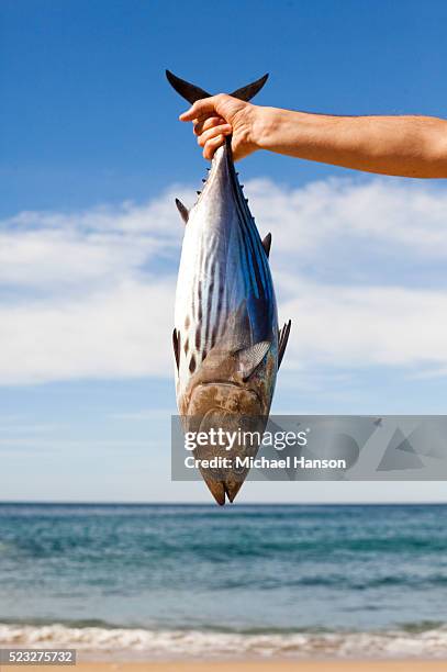 man's hand holding freshly caught tuna, pescadero, california, usa - atum animal imagens e fotografias de stock