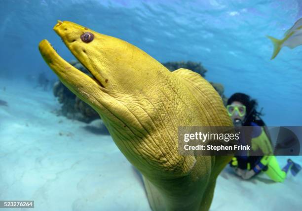 green moray - saltwater eel 個照片及圖片檔