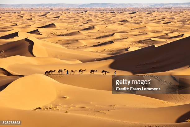 morocco, erg chigaga sanddunes, camel caravan - camel train stock pictures, royalty-free photos & images