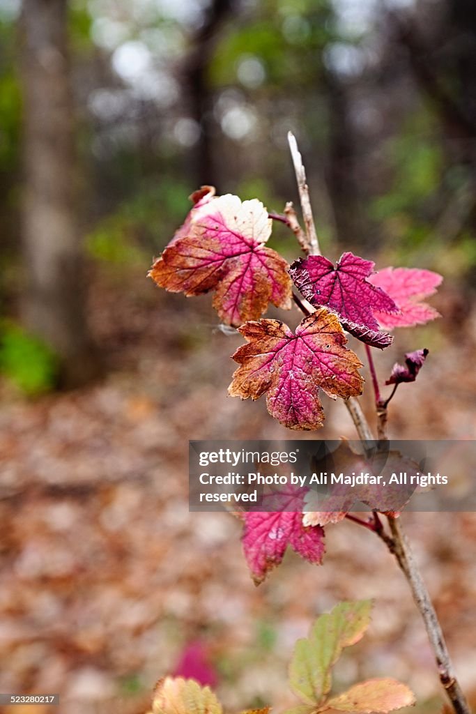 Autumn Colors