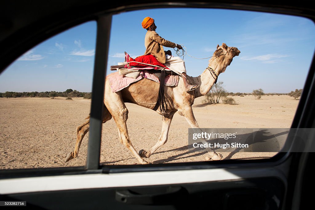 Camel in the Thar Desert