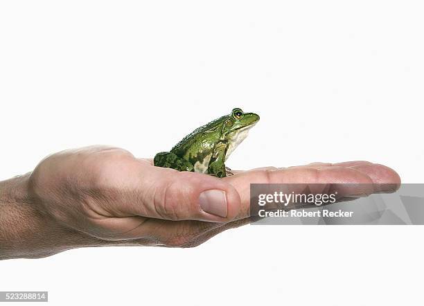 frog in man's hand - froschlurche stock-fotos und bilder