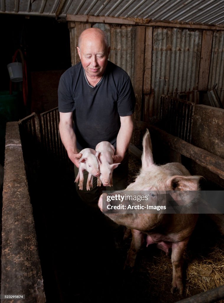 Pig farmer with piglets and sow in Iceland
