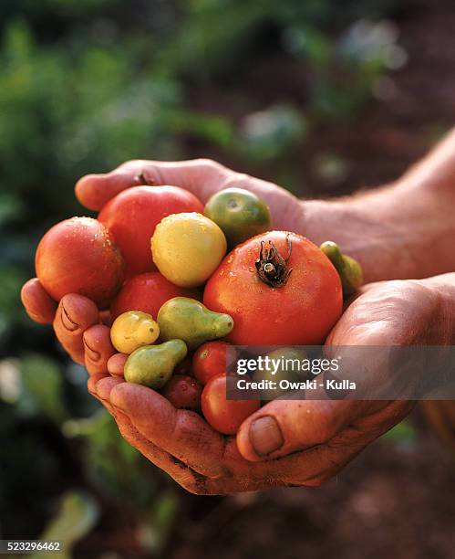 farmer holding assorted vegetables - agritourism stock pictures, royalty-free photos & images
