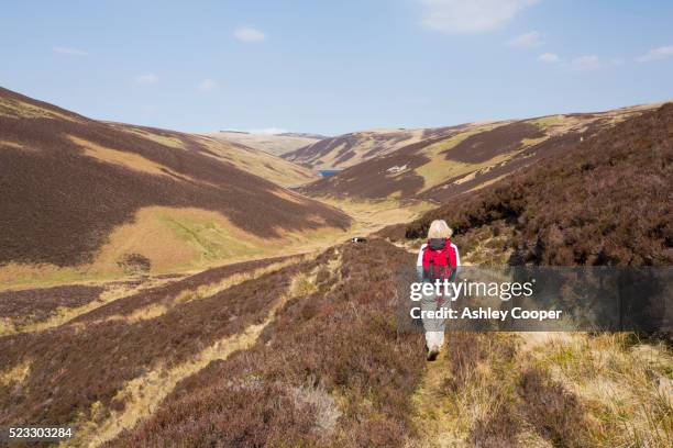 a women walking towards cowgill upper reservoir in the southern uplands of scotland, uk. - southern uplands of scotland stock pictures, royalty-free photos & images