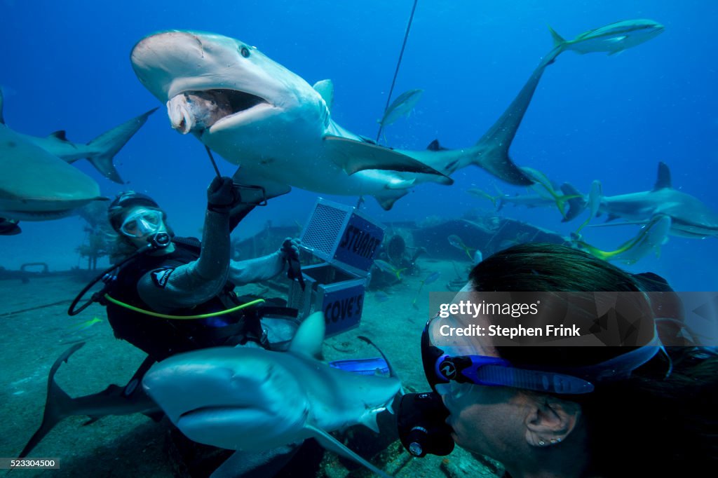 Shark feeding dive staged on shipwreck