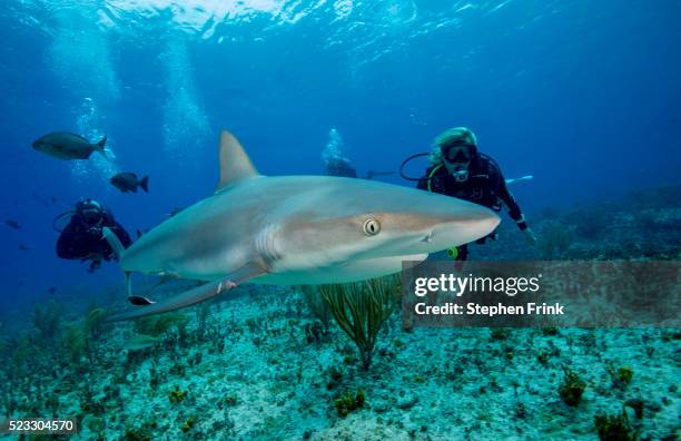 caribbean reef shark. - ペレスメジロザメ ストックフォトと画像
