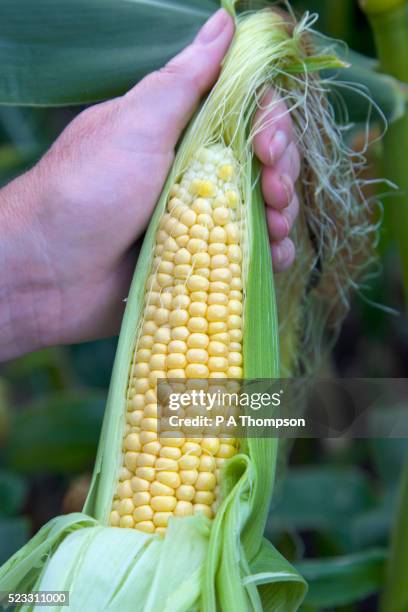 Sweetcorn High Resolution 1,941 Sweetcorn Growing Stock Photos, High-Res Pictures, and Images ...