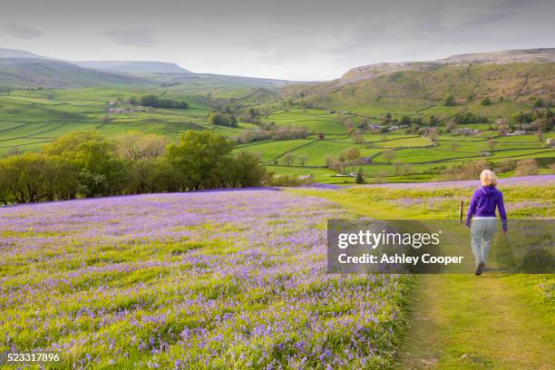 a woman walking through bluebells growing on a hill in the yorkshire dales national park, uk. - weg frühling stock-fotos und bilder