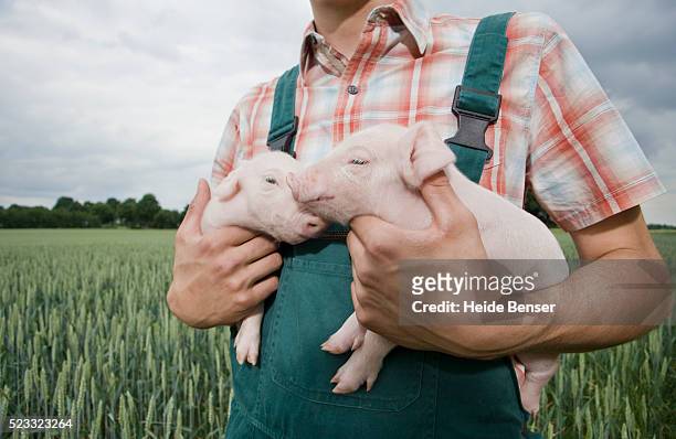farmer holding two pigs - poggy stock-fotos und bilder