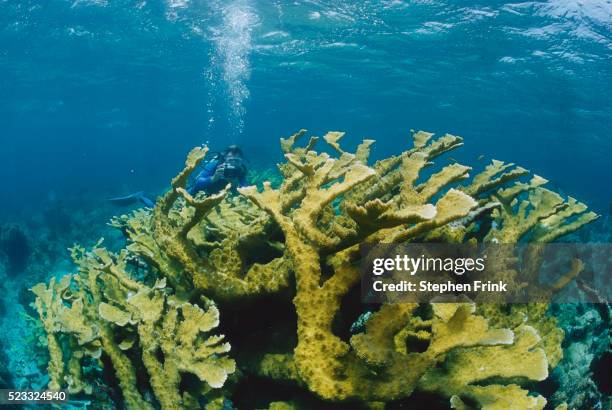 scuba diver near coral reef - abaco islands stockfoto's en -beelden