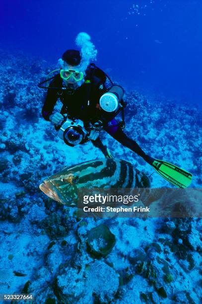 underwater photographer taking picture of nassau grouper - mero fotografías e imágenes de stock