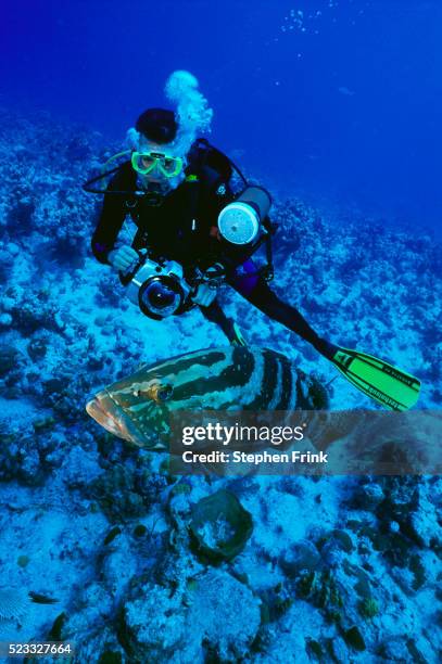 underwater photographer taking picture of nassau grouper - cernia foto e immagini stock