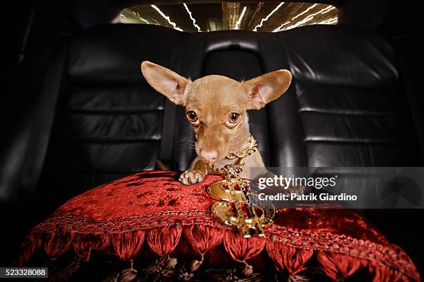 wealthy chihuahua riding in limo - bling bling fotografías e imágenes de stock