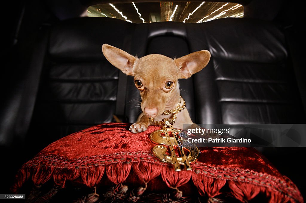 Wealthy Chihuahua Riding in Limo