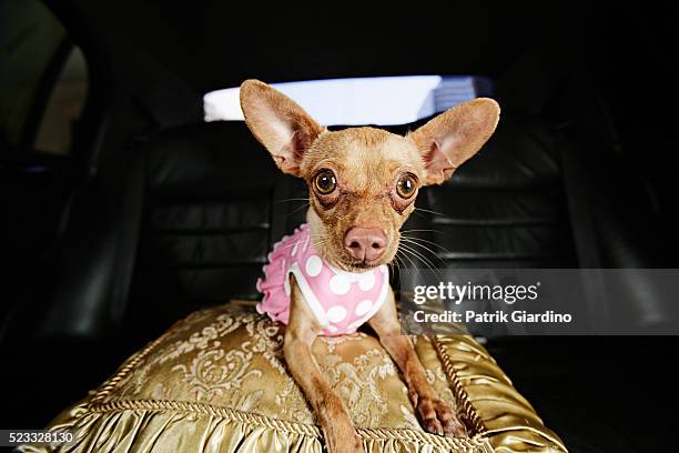 celebrity dog resting on pillow in limousine - pet limo stock pictures, royalty-free photos & images