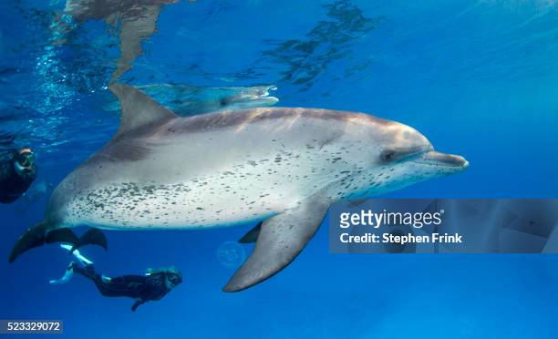 sociable dolphin. - atlantic spotted dolphin stock pictures, royalty-free photos & images