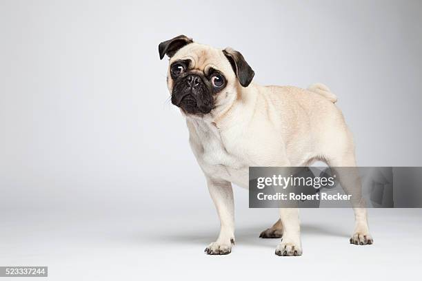 lonely pug - toy dog fotografías e imágenes de stock