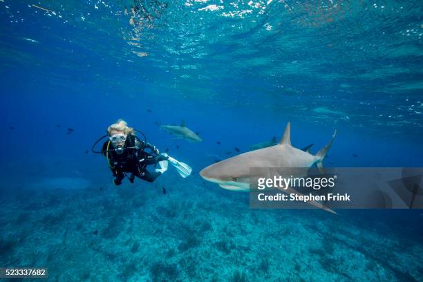 scuba diver observes reef shark. - diving sharks stock pictures, royalty-free photos & images