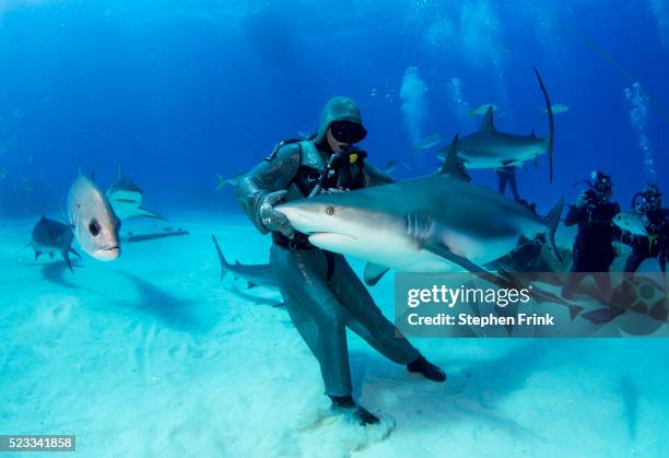 shark junction dive site, with shark feeder cristina zenato (released). - freeport bahamas stock pictures, royalty-free photos & images