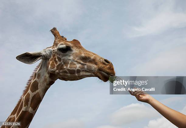 feeding a giraffe - white giraffe bildbanksfoton och bilder