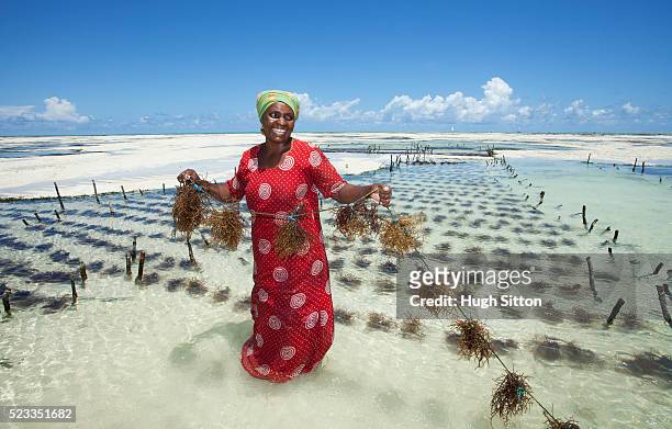 seaweed farming in zanzibar. tanzania. africa - alga marina fotografías e imágenes de stock