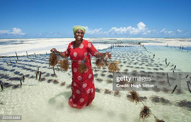 seaweed farming in zanzibar. tanzania. africa - hugh sitton stockfoto's en -beelden