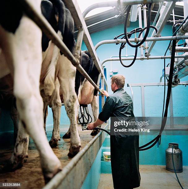 farmer milking cows in milking parlor - cows uk stock pictures, royalty-free photos & images