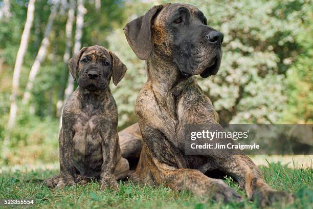 great dane puppy with mother - alano tedesco foto e immagini stock
