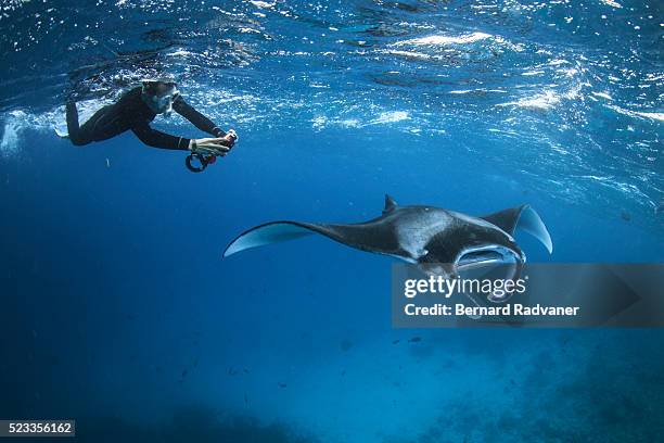 snorkeler photographing a manta ray - manta ray stock pictures, royalty-free photos & images