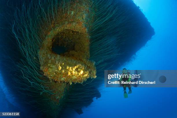 diver at uss saratoga, marshall islands, bikini atoll, micronesia - 海 汚染 ストックフォトと画像