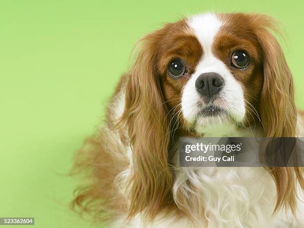 cavalier king charles spaniel - cavalier king charles spaniel 個照片及圖片檔