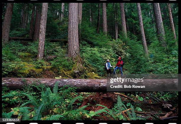 hikers on the deer lake trail - olympic national park stock pictures, royalty-free photos & images