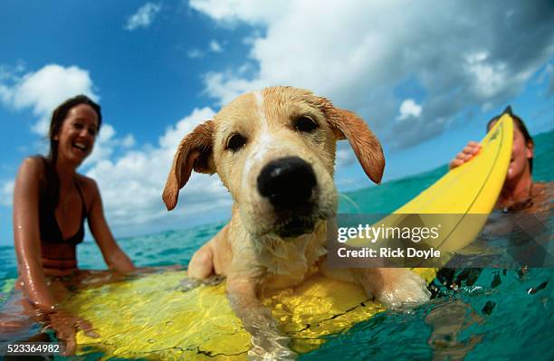 puppy riding on surfboard - north pacific stock pictures, royalty-free photos & images