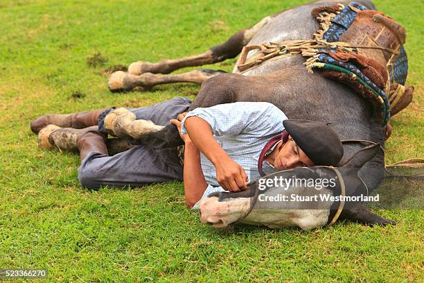 gaucho sleeping with horse on grass - cowboy sleeping stock-fotos und bilder