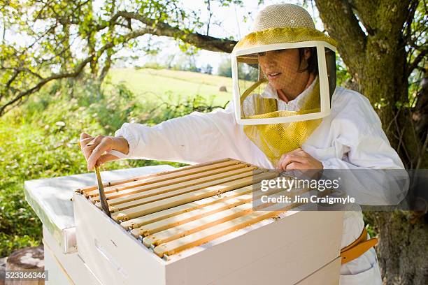 beekeepers inspecting honey frame - apiculture stock pictures, royalty-free photos & images