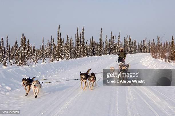 dog sledder on snowy road - hondensleeën stockfoto's en -beelden