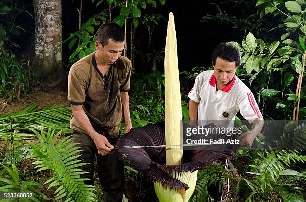 measuring the largest flower species in the world: 78 cm wide, 163 cm in height (holidin and jumadi) - royalty free titan arum stock pictures, royalty-free photos & images