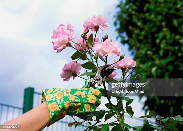 woman pruning roses - roze handschoen stockfoto's en -beelden