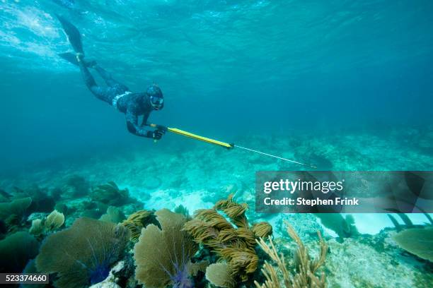 spear fisherman hunting in the florida keys - arpón fotografías e imágenes de stock